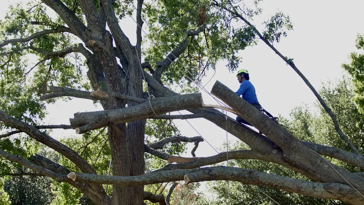 Professional Hazardous Tree Removal performed by certified arborists in Holy Cross