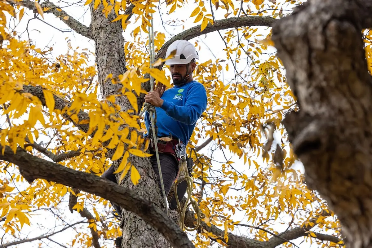 Skilled Storm Damage Cleanup crew working in Holy Cross