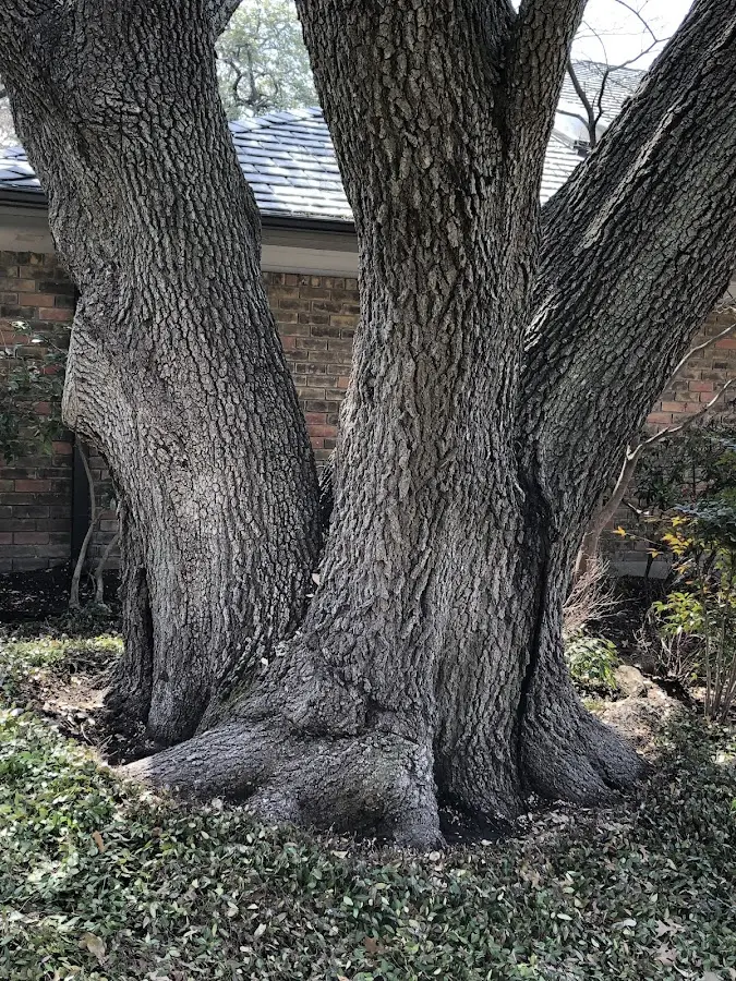 Mature heritage tree close to a Holy Cross property cared for by certified arborists